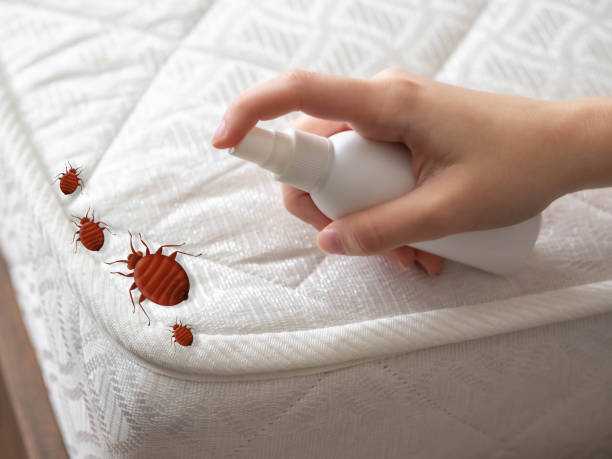 Reliable Dentsville, SC Pest Control Solutions