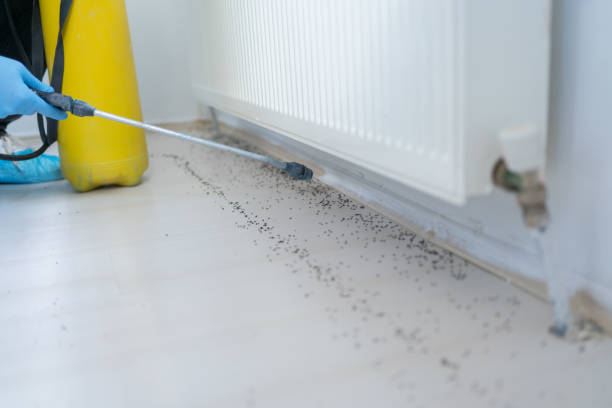 Best Flea Control Services  in Dentsville, SC